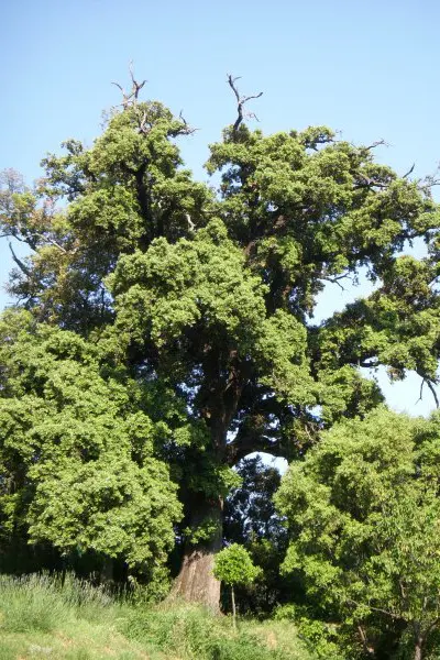 An oak tree around the Mas